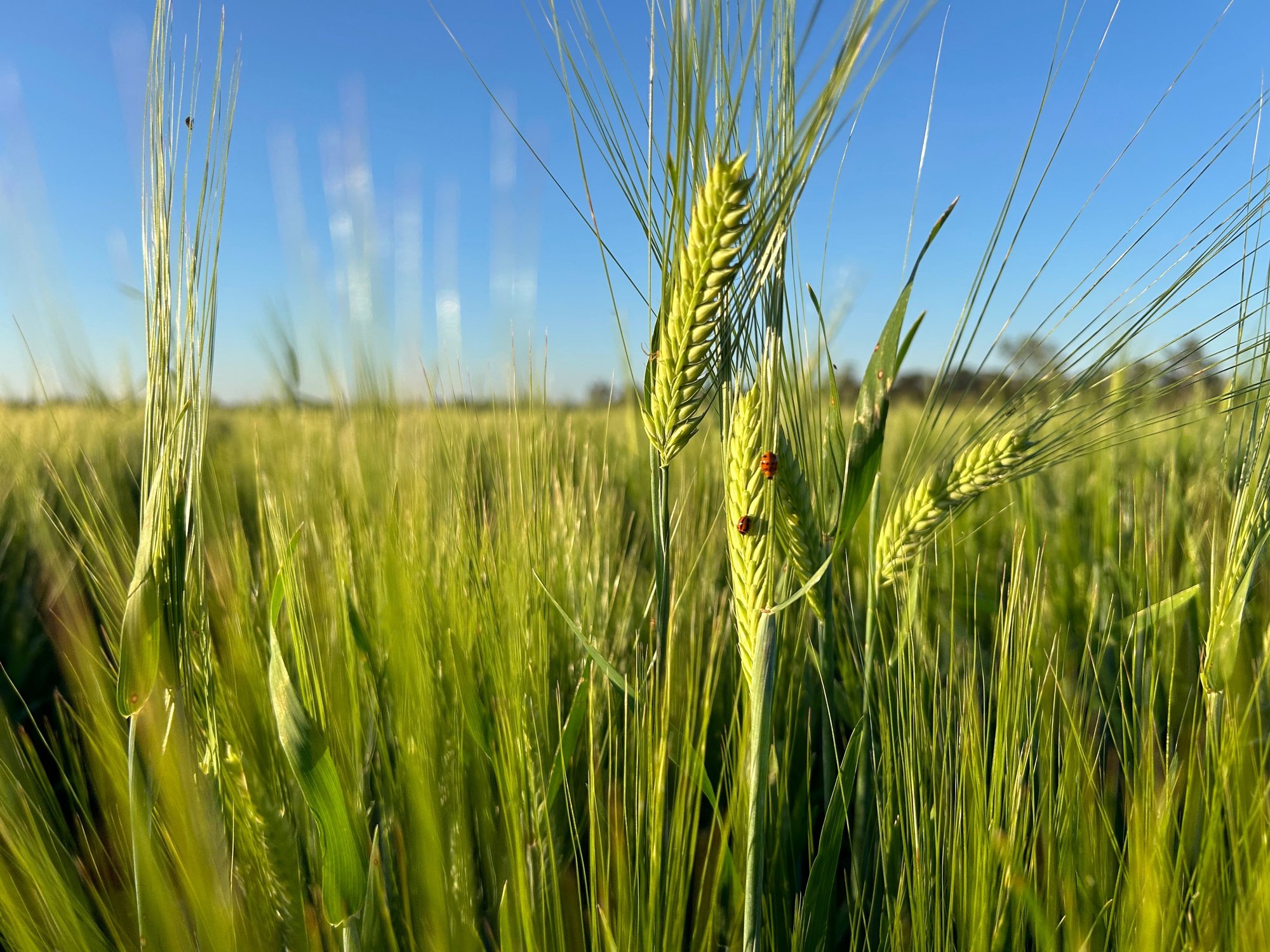(QLD) Scott Becker (Plenty of beneficial bugs)